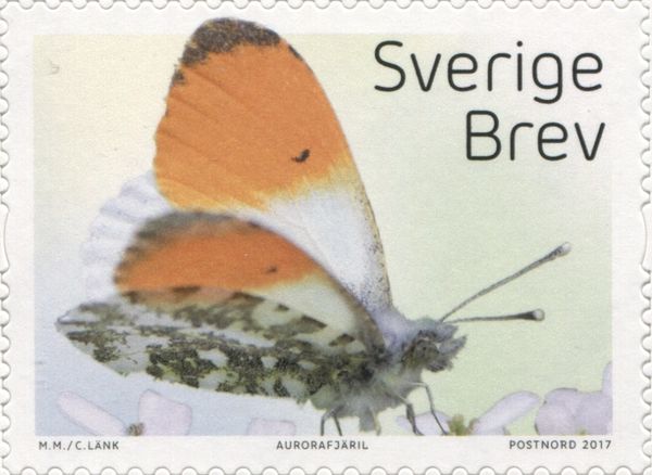 Orange Tip (Anthocharis cardamines)