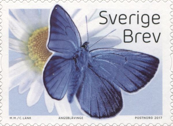 Mazarine Blue (Polyommatus semiargus)
