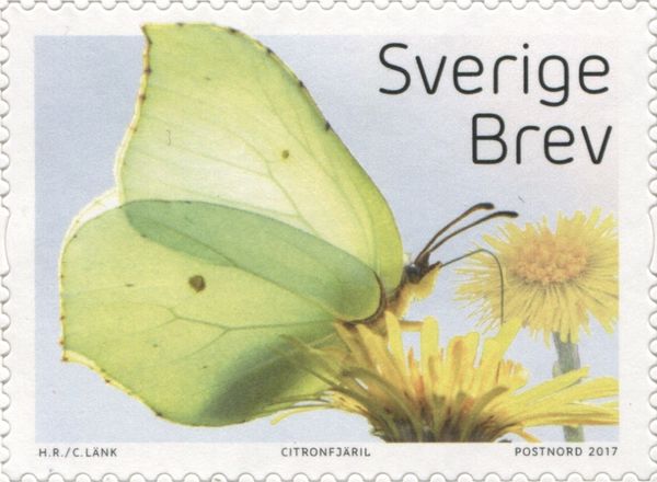 Common Brimstone (Gonepteryx rhamni)