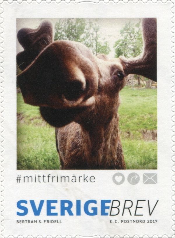 Moose (Alces alces)