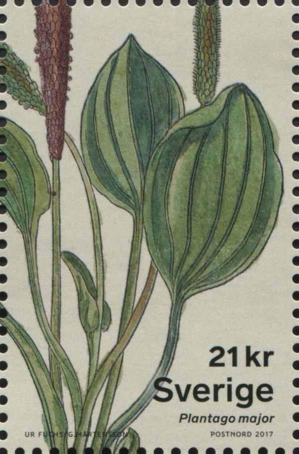 Greater Plantain (Planatago major)