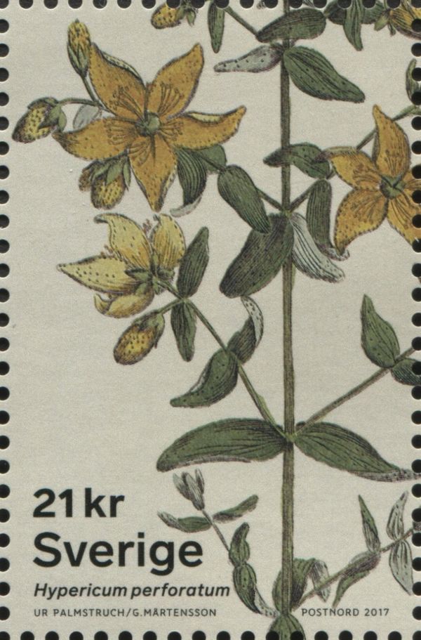 Common St. John's-Wort (Hypericum perforatum)