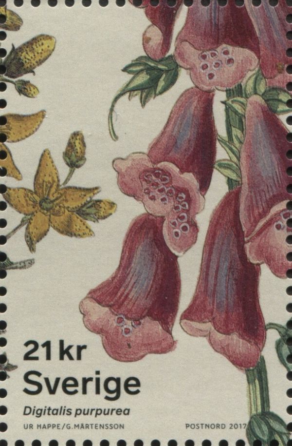 Purple Foxglove (Digitalis purpurea)