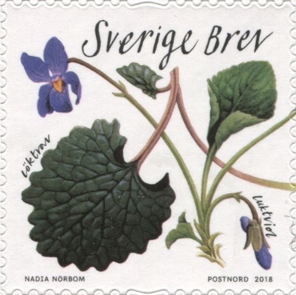 Alliolaria petiolata, Viola odorata
