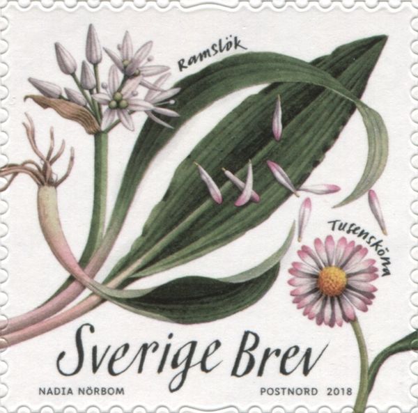Allium ursinum, Bellis perennis