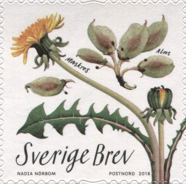 Taraxacum sp., Ulmus minor