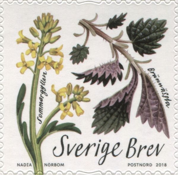 Barbarea vulgaris, Urtica sp.