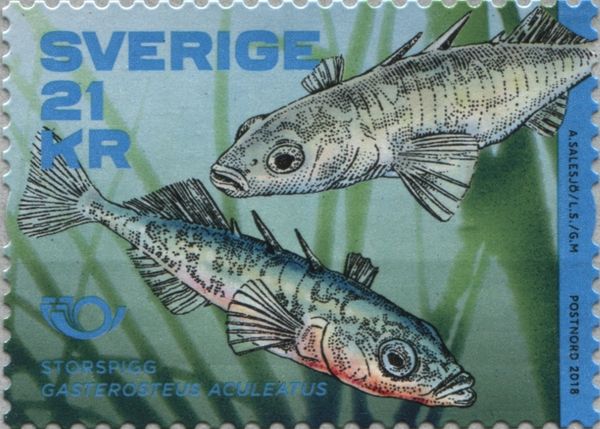 Fish - Gasterosteus aculeatus