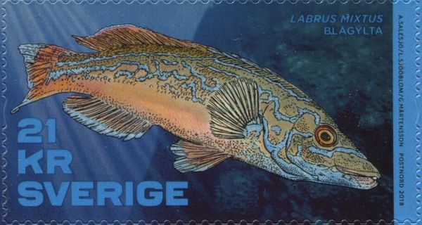 Cuckoo wrasse (Labrus mixtus)