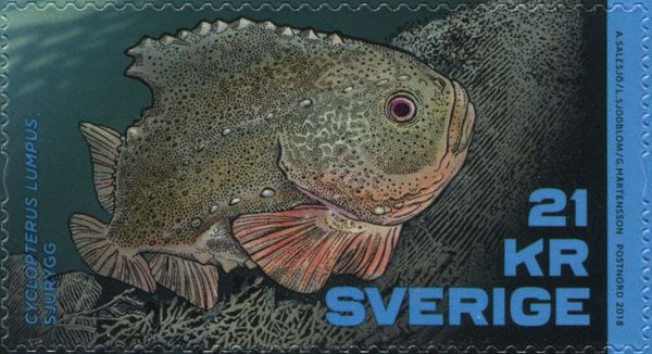 Lumpsucker (Cyclopterus lumpus)