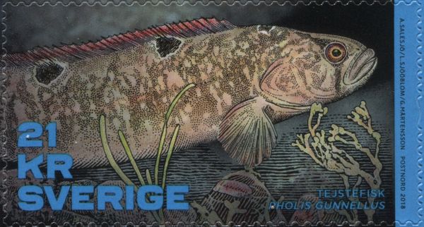 Butterfish (Pholis gunnellus)