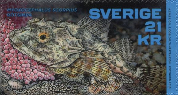Shorthorn Sculpin (Myoxocephalus scorpius)