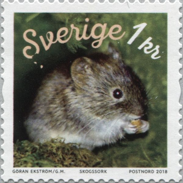 Bank Vole (Myodes glareolus)