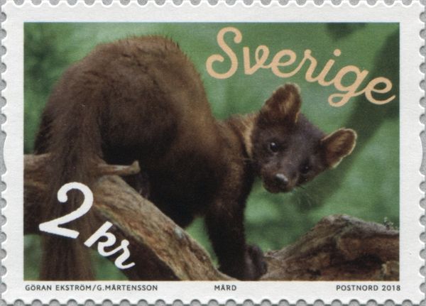 Pine Marten