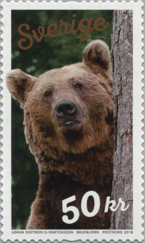 Brown Bear