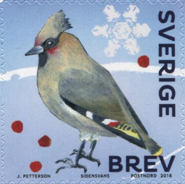 Bohemian Waxwing (Bombycilla garrulus)