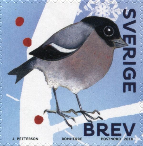 Eurasian Bullfinch (Pyrrhula pyrrhula) female