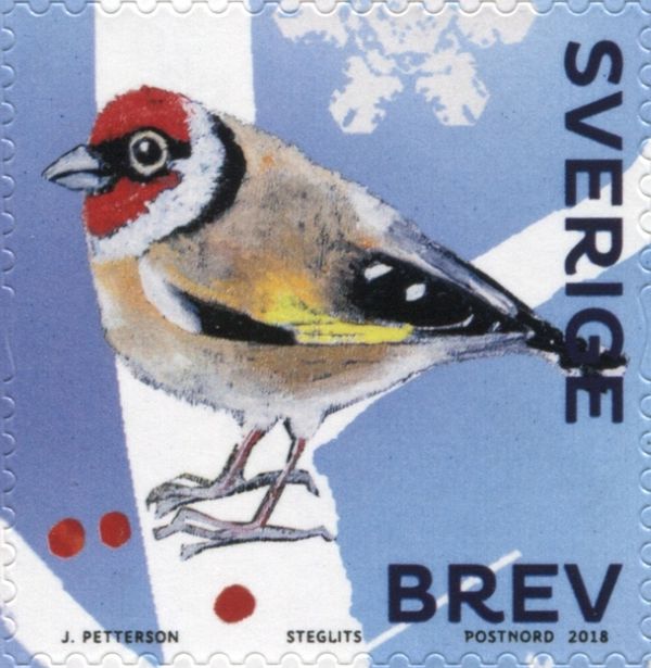 European Goldfinch (Carduelis carduelis)