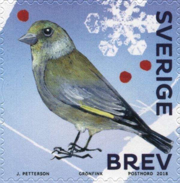 European Greenfinch (Chloris chloris)