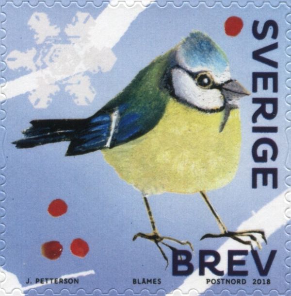 Blue Tit (Cyanistes caeruleus)
