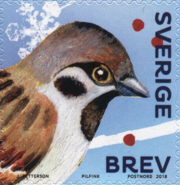Male Tree Sparrow (Passer montanus)