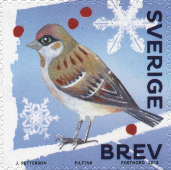 Male Tree Sparrow (Passer montanus)