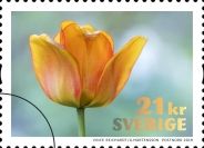 Tulip