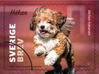 Håkan, Bichon havanais