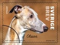 Olsson, Whippet