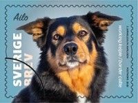 Ailo, Working Kelpie & border Collie Mix