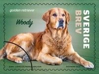 Woody, Golden Retriever