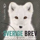 Arctic Fox (Vulpes lagopus)