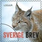 Eurasian Lynx (Lynx lynx)