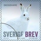 Mountain Hare (Lepus timidus)