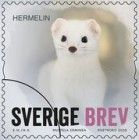 Ermine (Mustela erminea)