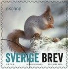 Eurasian Red Squirrel (Sciurus vulgaris)