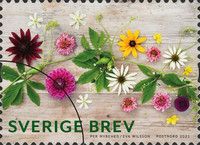 Late Summer Flowers