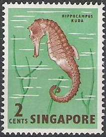 Spotted Seahorse (Hippocampus kuda)