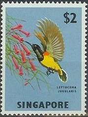 Yellow-bellied Sunbird (Leptocoma jugularis)