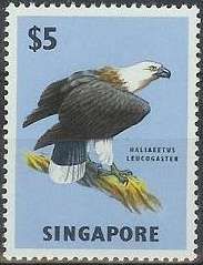 White-bellied Sea-eagle (Haliaeetus leucogaster)
