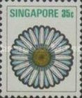 Chrysanthemum frutescens