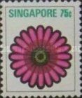 Gerbera Jamesonii - Transvaal-Gänseblümchen