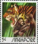 Tiger (Panthera tigris), Orangutan (Pongo sp.)