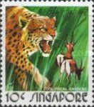 Leopard (Panthera pardus), Antelopes