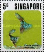 Guppy (Poecilia reticulata) Multicolored