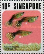 Half-black Delta Guppy (Poecilia reticulata)