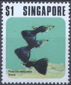 Black Delta Guppy (Poecilia reticulata)