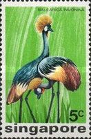 Grey Crowned Crane (Balearica pavonina)