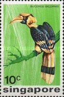 Great Hornbill (Buceros bicornis)