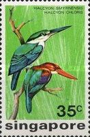 Halcyon smyrnensis, Halcyon chloris
